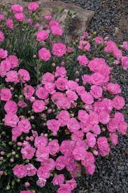 Dianthus Pinks Sweet William Carnation Dianthus Barbatus Plant Delights Nursery Rock Garden Plants Cottage Garden Plants Dianthus Flowers