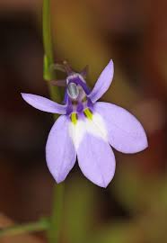Image result for Lobelia fervens
