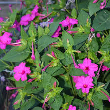 Four o'clock ( mirabilis jalapa or marvel of peru) is the most commonly grown ornamental species of mirabilis, and is available in a range of colours. Four O Clocks Seeds Fuchsia Sow True Seed