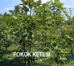 Buatlah media tanam dengan menggunakan campuran tanah dan pupuk organik (bisa menggunakan pupuk kandang atau pupuk kompos). Sitnoolo Blogspot Com Tips Tanaman Pokok Ketum Apa Bahayanya Part 1 Sitnoolo Blogspot Com Sitnoolo Blogspot Com Sitnoolo Blogspot Com