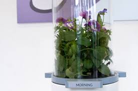 Is it compact bacopa monnieri? Plant Designer Https Www Biofaction Com