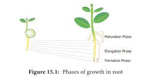 Activates cellular elongation by increasing the plasticity of the cell wall. Characteristics Of Plant Growth
