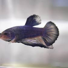 Top 10 Mistakes When Setting Up A Fish Tank Fish Tank Betta Fish Betta Aquarium