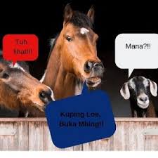 Maybe you would like to learn more about one of these? Gambar Kambing Lucu Dan Semua Jenis Kambing Joynim Farm