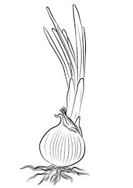 Find out more vegetables on printablecoloringpages.org. Onion Coloring Page Coloring Pages Free Printable Coloring Coloring Pages For Kids