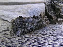 Image result for Syngrapha interrogationis