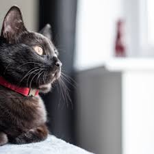 Cosy suede leather cat collars & tags personalised fish id name phone tag collar. The 8 Best Cat Collars