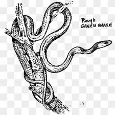 Maybe you would like to learn more about one of these? Png Image Rough Green Snake Coloring Page Clipart 1923755 Pikpng