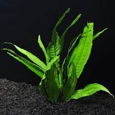 We did not find results for: Java Fern Ilmubudidaya Com