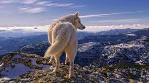 Up to 70% off top brands & styles. 38 Wolf Wallpapers Wallpaperboat