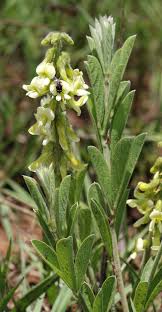 Image result for Eriosema angolense