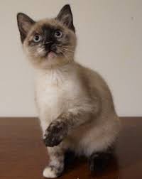 Let Me Show You The Craziest New Way To Clean Keep Your Clumping Cat Litter Boxes Siamese Cats Blue Point Purebred Cats Kitten Adoption