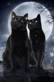 Download and use 80,000+ black cat stock photos for free. Download Black Cat Wallpaper Full Hd Backgrounds Themes Free For Android Black Cat Wallpaper Full Hd Backgrounds Themes Apk Download Steprimo Com