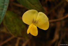 Image result for Vigna hosei