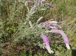 Image result for Landolphia villosa