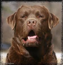 Check spelling or type a new query. Daddy Lab Puppies Chocolate Lab Puppies English Labrador