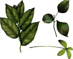 The original size of the image is 800 × 800 px and the original resolution is 300 dpi. Green Leaves Png Images Free Download Pictures