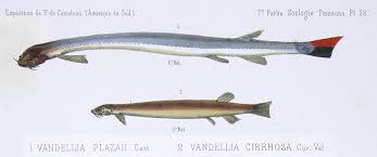 Echte knochenfische (teleostei) überordnung … deutsch wikipedia. Vandelliinae Wikipedia