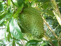 Daun durian belanda (annona muricata) mampu merawat kanser seribu kali dari kemoterapi | durian belanda adalah tumbuhan yang berasal dari benua amerika serta amerika selatan dan dipercayai dibawa masuk ke tanah melayu ketika era penjajahan barat. Durian Belanda Penawar Pelbagai Penyakit Fantastichaniffe