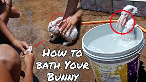 Spot baths only introduce water to the areas of the fur where it is needed. Baby Bunny Takes A Bath à¤…à¤ªà¤¨ à¤–à¤°à¤— à¤¶ à¤• à¤• à¤¸ à¤¸ à¤¨ à¤¨ à¤•à¤° How To Bath Your Rabbit Rabbit Videos