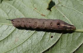 Image result for Hippotion celerio