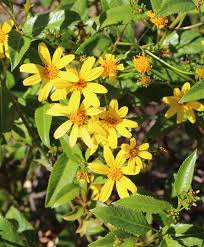 See more ideas about native plants, hawaiian plants, plants. Hfi Receives Grant For Go Native Project West Hawaii Today