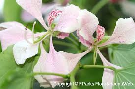 Image result for Bauhinia monandra