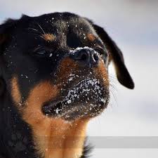 Doberman pinscher puppies for sale florida. Doberman Puppies For Sale In Florida Orlando Peepsburgh