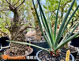 Image result for Xerophyta trichophylla