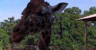 Did You Ever Go Eyeball To Eyeball With A Texas Longhorn Cow Did You Know Giraffes Have A Purple Tongue Would You North Carolina Attractions Zoo Longhorn Cow