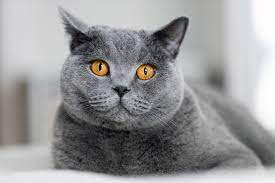 We did not find results for: 12 Most Popular British Shorthair Colors From Cinnamon To Lilac I Discerning Cat
