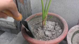 Contagion is a communicable disease that spreads from person to person by touch directly from infected patient meanwhile, i must share the awesomeness of google in another instance where i was desperate to identify some cluster beans growing in my garden. How To Care For Plants Urdu Hindi Youtube