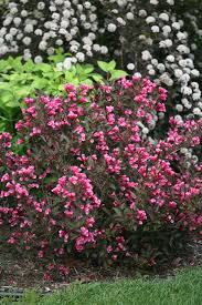 Download and use 100,000+ flower background stock photos for free. Wine Roses Weigela Has Dark Glossy Foliage That Contrasts Beautifully With The Rosy Pink Flowers Making For A Planting Shrubs Bloom Shrubs For Landscaping