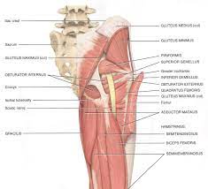 As seen in the diagram above, the gluteal muscles all originate on the pelvis at various points and then any injury to the glutes — and the pain is often continuous — will interfere with one's ability to. What Is Piriformis Syndrome Causes Symptoms And Treatment
