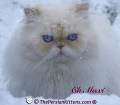 Male and female documents : Persian Kittens For Sale At Designer Persian Kittens Persian Kittens For Sale Persian Kittens Persian Cats For Sale