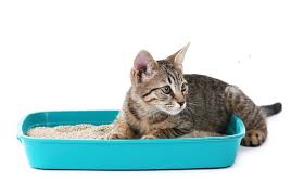 What can i use instead of cat litter. Can I Use Sand As Cat Litter