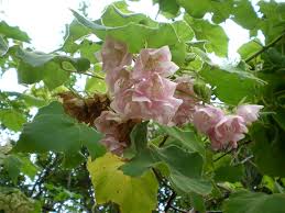 Image result for Dombeya burgessiae