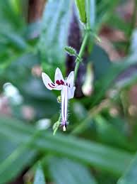Image result for Motandra paniculata