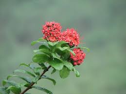 Image result for Combretum constrictum