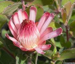 Image result for Protea rupestris