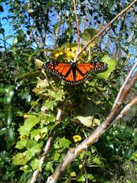 Another Monarch Butterfly With The Backdrop Of The Trees At The Riverside Lower Hutt Nz Lower Hutt Nature Photos Monarch Butterfly