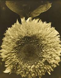 With his experience in the world war i, edward. Still Life Quick Heart Edward Steichen Double Sunflower 1920