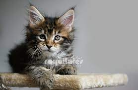 Royal Tales Maine Coon Home Facebook
