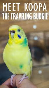 Pin On Birds And Bird Houses