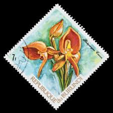 Image result for Platycoryne crocea