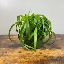 Image result for Chlorophytum galpinii