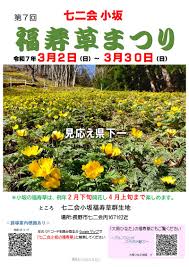 七 二 会 小坂 の 福寿草