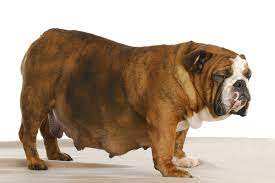 However, it is always a good practice for you to prepare and know what to do in case there is need for you to intervene. Early Contractions And Labor In Dogs Symptoms Causes Diagnosis Treatment Recovery Management Cost