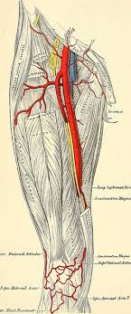Posterior tibial vein (deep vein) source: 5 Largest Arteries In The Human Body Largest Org