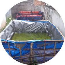 Budidaya Lele Kolam Terpal Lele Sehat Dan Cepat Besar Kolam Peternakan Tenda